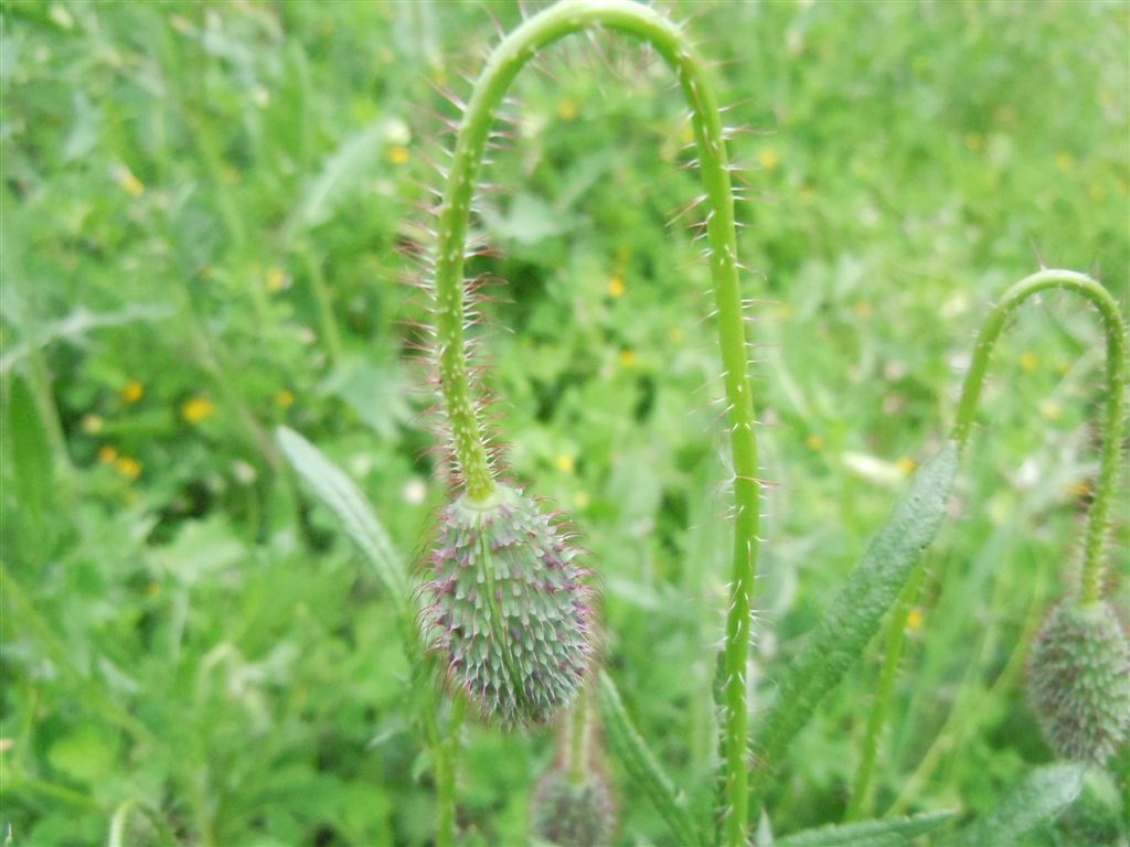 Papaver rhoeas / Papavero comune